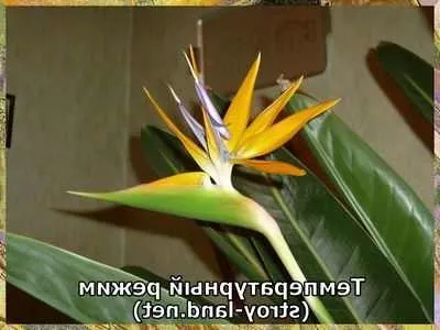 Догляд за стрелиция умови вирощування і догляд за стрелиция корисні кімнатні рослини (стрелиция) Догляд за стрелиция умови вирощування і догляд за стрелиция корисні кімнатні рослини