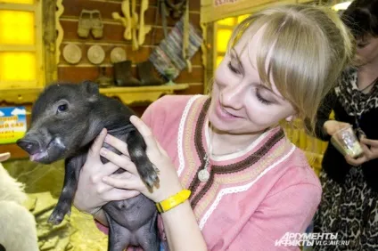 Поводиться як свиня, або як порося обама не ужився з сім'єю (АиФ-Волгоград Олеся Ходунова) Поводиться як свиня, або як порося обама не ужився з сім'єю