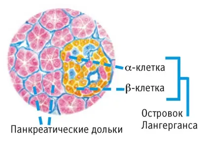 Збільшення підшлункової залози симптоми, лікування і ознаки (збільшення) Збільшення підшлункової залози симптоми, лікування і ознаки