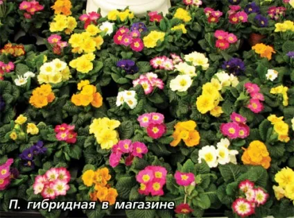 Догляд за примулами