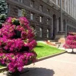 Вертикальне озеленення своїми руками (50 фото) забору на дачі, жива стіна в інтер'єрі, рослини в (озеленення) Вертикальне озеленення своїми руками (50 фото) забору на дачі, жива стіна в інтер'єрі, рослини в