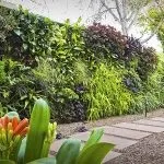 Вертикальне озеленення своїми руками (50 фото) забору на дачі, жива стіна в інтер'єрі, рослини в (фото) Вертикальне озеленення своїми руками (50 фото) забору на дачі, жива стіна в інтер'єрі, рослини в