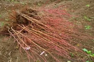 Весняна посадка персика кращі поради