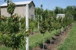 Весняна посадка персика кращі поради