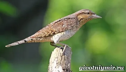 вертишійка птах