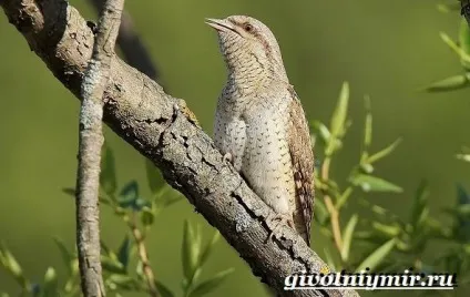 вертишійка птах