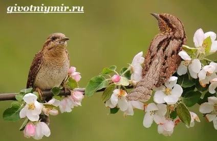 вертишійка птах