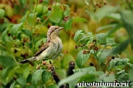 вертишійка птах