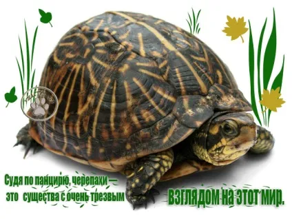 вибір черепахи