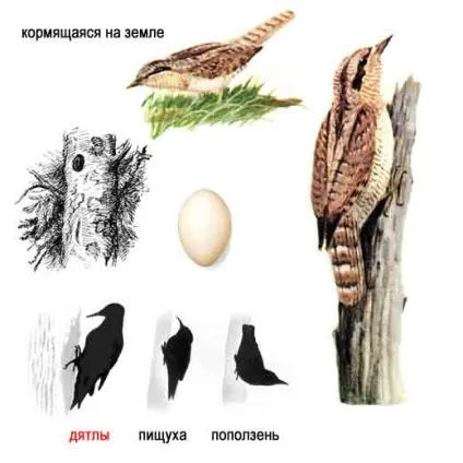 Вертишійка, або вертіголовка, або тікун, або крутіголовка (тікун) Вертишійка, або вертіголовка, або тікун, або крутіголовка