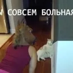 Вірусні пости, опитування, картинки, фото (опитування) Вірусні пости, опитування, картинки, фото