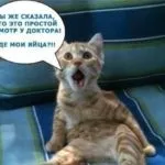 Вірусні пости, опитування, картинки, фото (опитування) Вірусні пости, опитування, картинки, фото