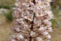 Вирощування Еремурус (70 фото) з насіння, на дачі, посадка, полив, підживлення, догляд (Еремурус) Вирощування Еремурус (70 фото) з насіння, на дачі, посадка, полив, підживлення, догляд