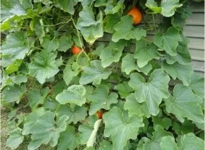Вирощування органічних продуктів - як виростити вдома (вирощування) Вирощування органічних продуктів - як виростити вдома