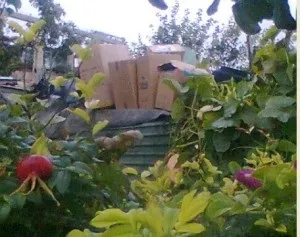 Вирощування органічних продуктів - як виростити вдома (органічних) Вирощування органічних продуктів - як виростити вдома