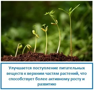 Вплив місяця на ріст рослин, ezoterizmo - містична енциклопедія (рослин) Вплив місяця на ріст рослин, ezoterizmo - містична енциклопедія