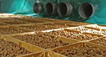 Вирощування картоплі з урожайністю 50 тонн з одного гектара (одного) Вирощування картоплі з урожайністю 50 тонн з одного гектара