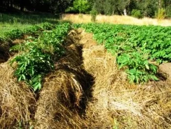 Вирощування картоплі з урожайністю 50 тонн з одного гектара (гектара) Вирощування картоплі з урожайністю 50 тонн з одного гектара
