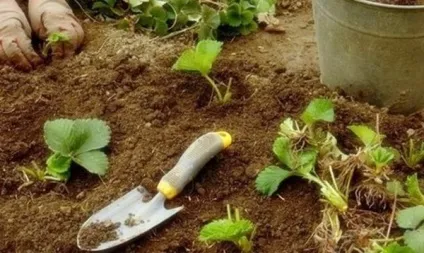 Вирощування полуниці - секрети досвідчених садівників (посадка полуниці фото) Вирощування полуниці - секрети досвідчених садівників