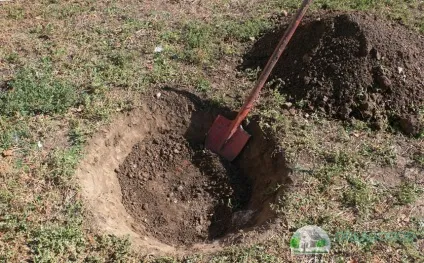 Вирощування і догляд за актинідією - секрети досвідчених садівників (актинідією) Вирощування і догляд за актинідією - секрети досвідчених садівників