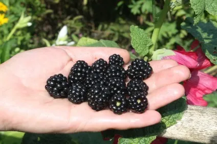 Вирощування органічних продуктів як ідея для сімейного бізнесу