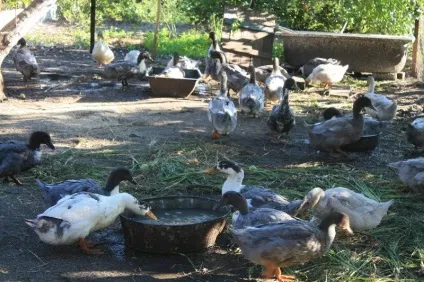 Вирощування органічних продуктів як ідея для сімейного бізнесу