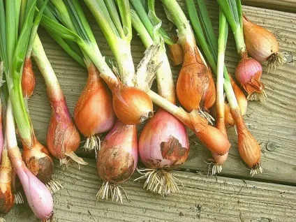 Вирощування цибулі на продаж (реалізація) Вирощування цибулі на продаж
