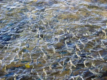 Водно-болотні угіддя