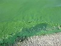 Волгу продовжують забруднювати (забруднювати) Волгу продовжують забруднювати