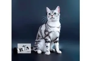 У скільки місяців можна зводити кота британця, котячий помічник (місяців) У скільки місяців можна зводити кота британця, котячий помічник