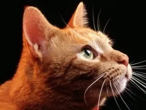 У скільки місяців можна зводити кота британця, котячий помічник (можна) У скільки місяців можна зводити кота британця, котячий помічник