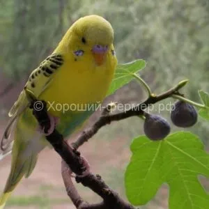 хвилясті папуги