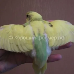 хвилясті папуги