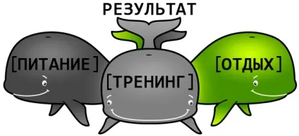 Воркаут програма тренувань на масу без обтяжень