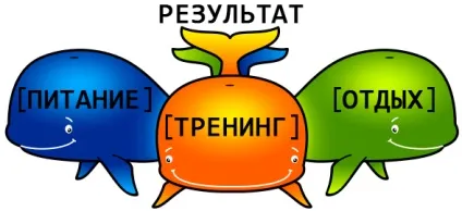 Воркаут програма тренувань на масу без обтяжень