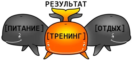 Воркаут програма тренувань на масу без обтяжень