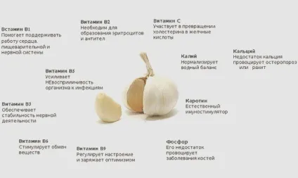 Шкода і користь часнику для здоров'я (часнику) Шкода і користь часнику для здоров'я