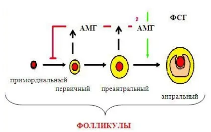 Все про безпліддя - оваріальний резерв яєчників (вагітності природним шляхом) Все про безпліддя - оваріальний резерв яєчників