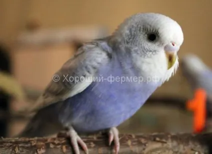 хвилясті папуги