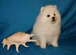 японський шпіц