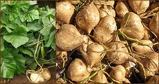 Хікама (пахірізус різьблений, мексиканська ріпа, мексиканський картопля) (мексиканська) Хікама (пахірізус різьблений, мексиканська ріпа, мексиканський картопля)