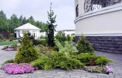Хвойні в ландшафтному дизайні дачної ділянки - фото, відео (хвойні) Хвойні в ландшафтному дизайні дачної ділянки - фото, відео