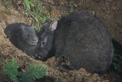 Японський лазающий заєць