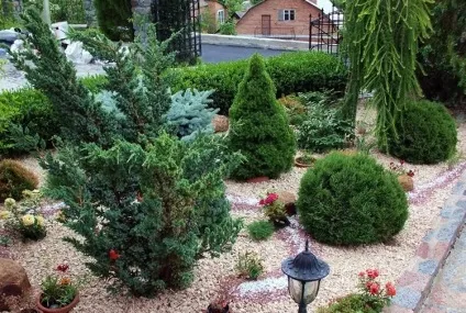 Хвойні в ландшафтному дизайні дачної ділянки - фото, відео (ландшафтному) Хвойні в ландшафтному дизайні дачної ділянки - фото, відео