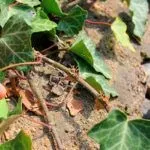 Як позбутися від плюща на городі (плюща) Як позбутися від плюща на городі