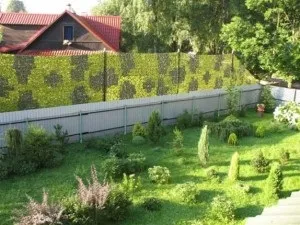 Як можна відгородитися від сусідів на дачі які рослини вибрати (відгородитися) Як можна відгородитися від сусідів на дачі які рослини вибрати