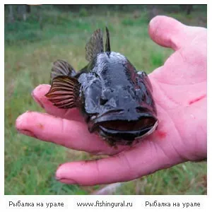 Як ловити ротана