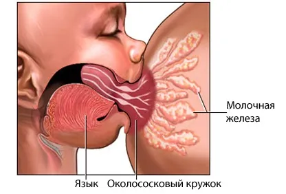 Як годувати новонародженого, медичний портал eurolab (новонародженого) Як годувати новонародженого, медичний портал eurolab