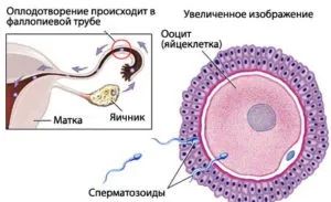 За якийсь час сперматозоїд досягає яйцеклітини (сперматозоїд) За якийсь час сперматозоїд досягає яйцеклітини