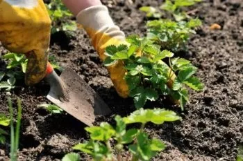 Земля і грунт для полуниці оптимальні параметри (кислотність, вологість)